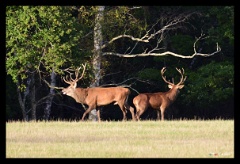 2019 Brame du Cerf